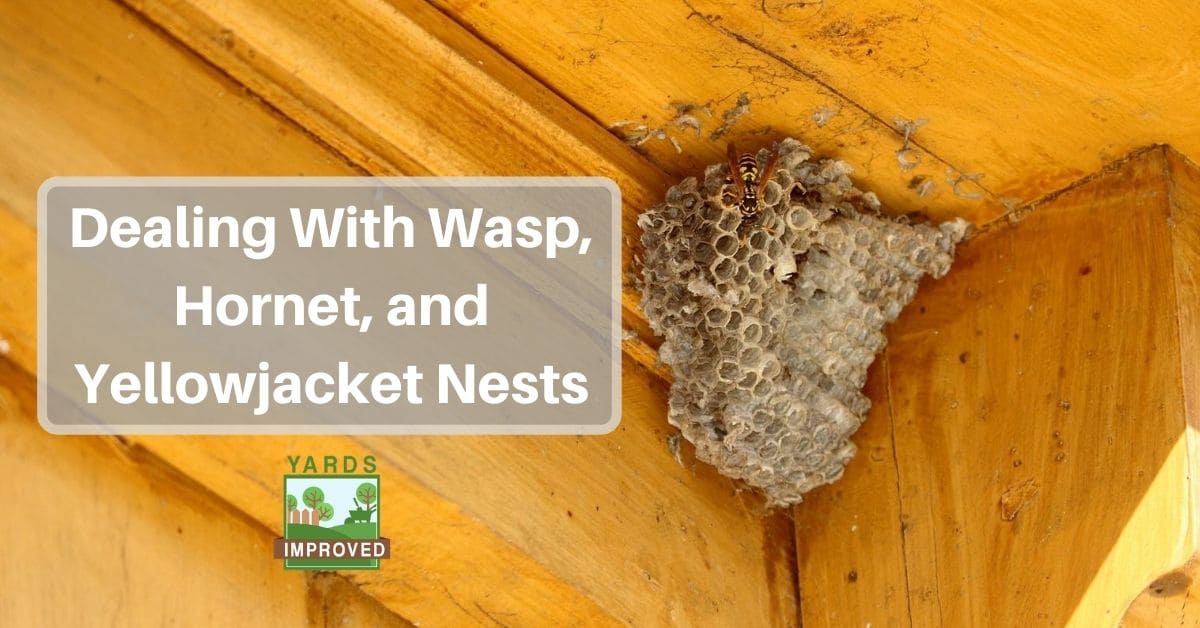 yellowjackets as well as hornets and wasps sometimes nest too close to your house. What are the safe ways to get rid of them?
