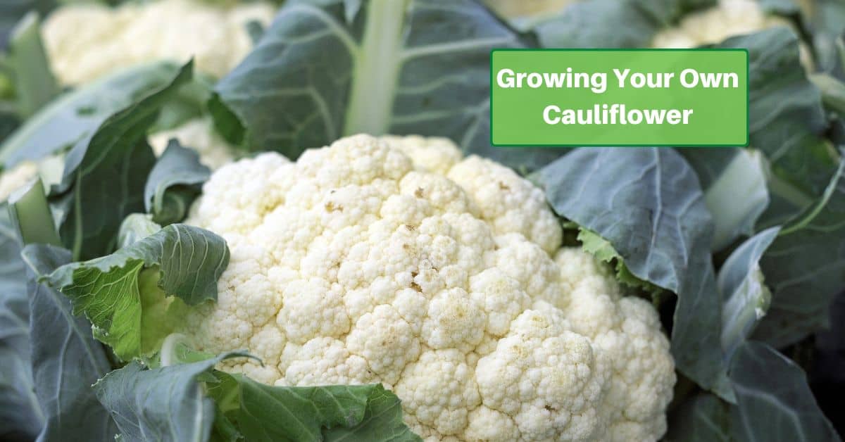 large head of cauliflower with leaves with text reading Growing Your Own Cauliflower