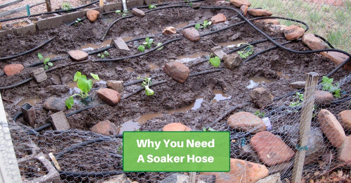 small garden plot with a soaker hose and tiny puddles, and leaf lettuce beginning to sprout. Text reads, why you need a soaker hose
