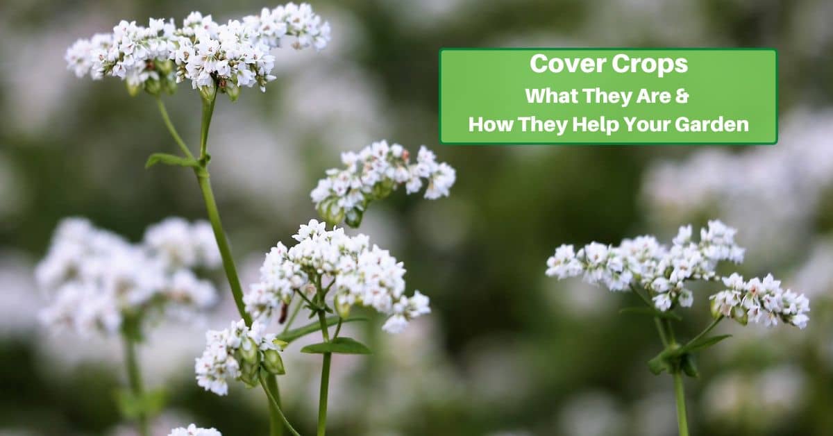 buckwheat in bloom, text reads Ground Cover, What it is and How it can help your garden