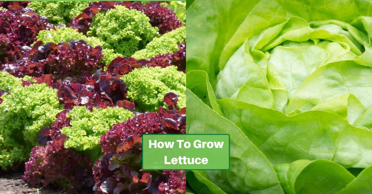 dual image with red and green leaf lettuce on one side and iceberg on the other, both growing in gardens. text on image reads how to grow lettuce