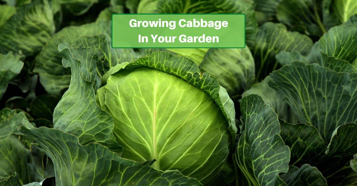 heads of cabbage still in the garden. Text reads, Growing Cabbage in your garden