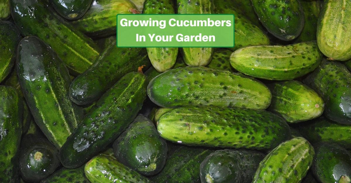 ripe cucumbers in a pile with text reading Growing Cucumbers in your garden