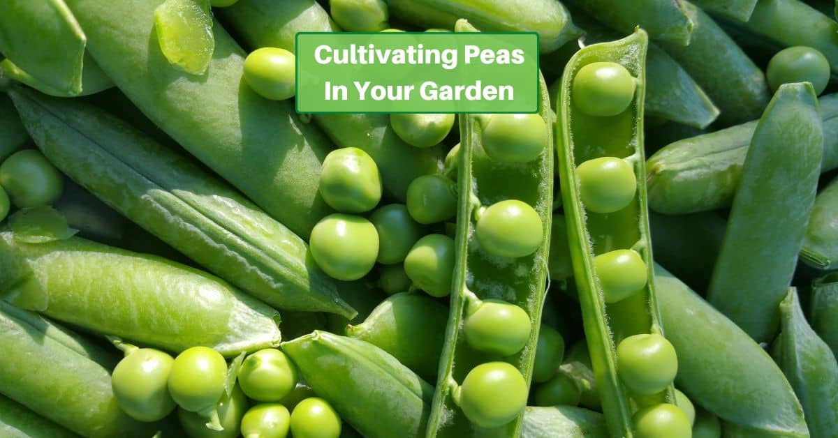 open pea pods with text reading cultiving peas in your garden