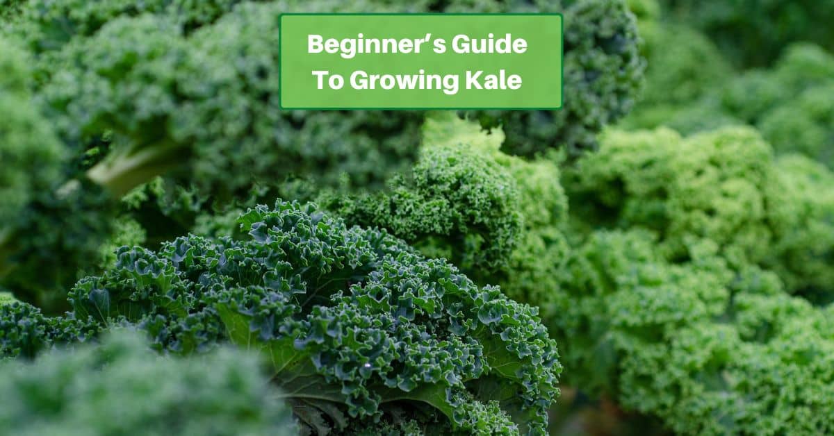 kale plants ready for harvest with text reading beginners guide to growing kale