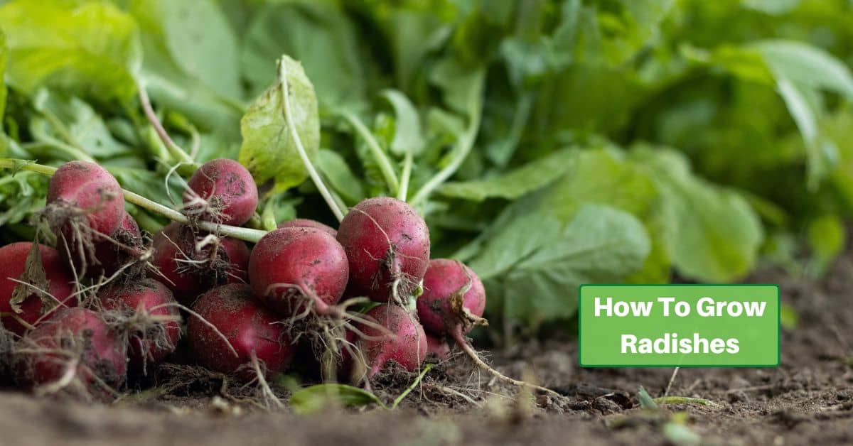 radish freshly pulled from the ground with text saying How To Grow Radishes