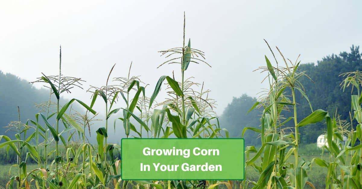 a few corn stalks that haven't reach maturity, text reads growing corn in your garden