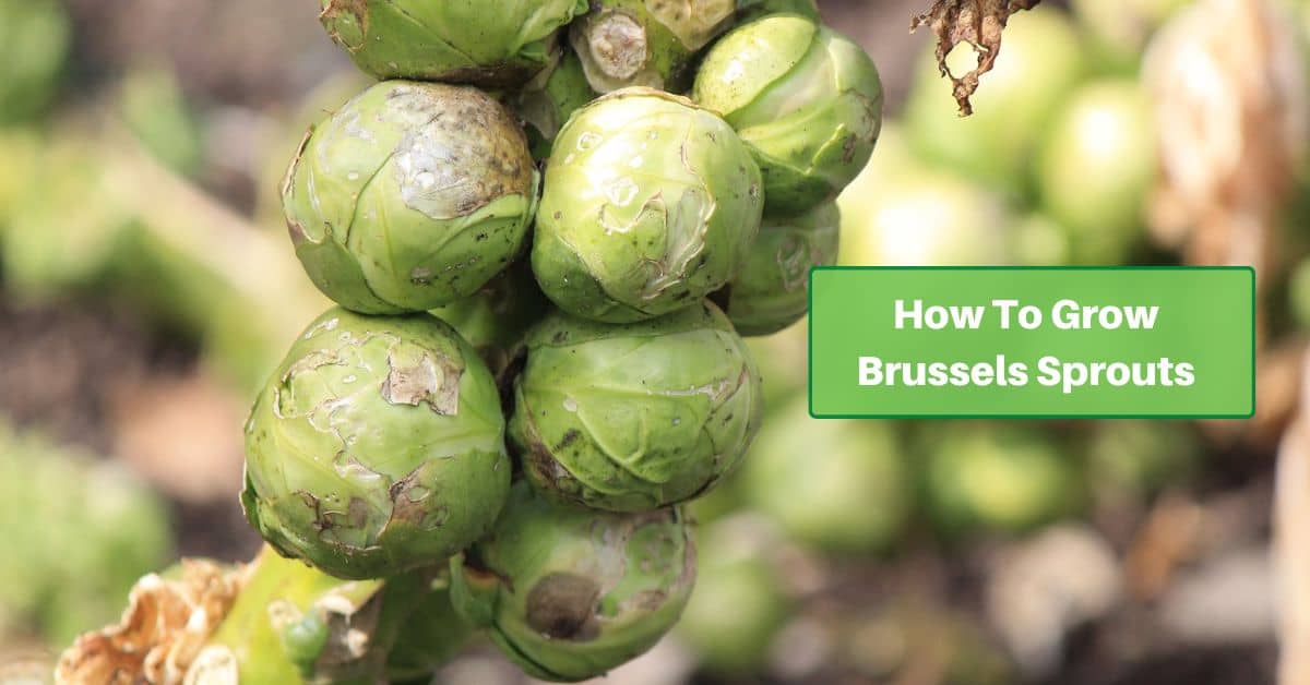 brussels sprouts on stalk with text reading How To Grow Brussels Sprouts