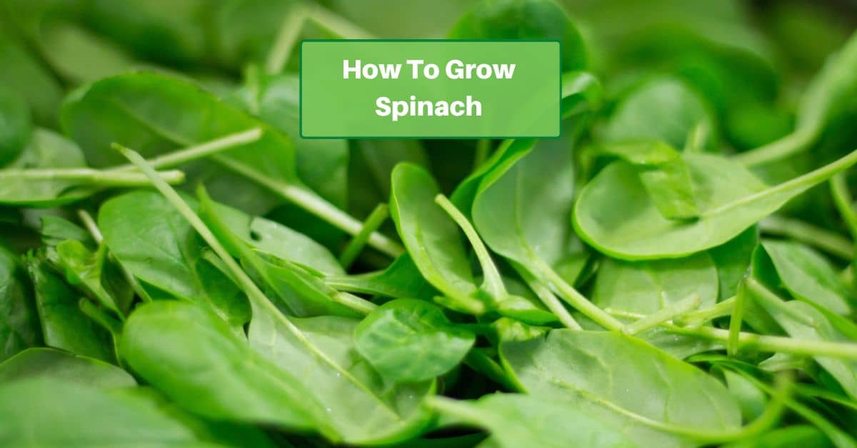 spinach leaves, text on image reads how to grow spinach