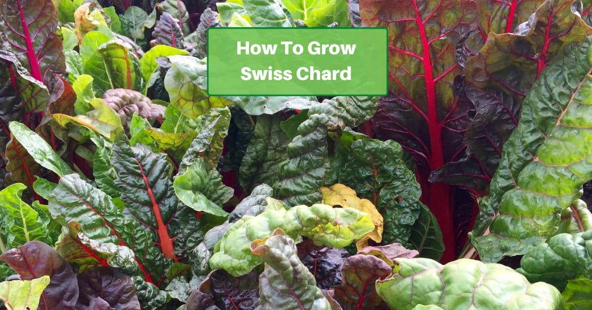 swiss chards leaves with text reading How To Grow Swiss Chard