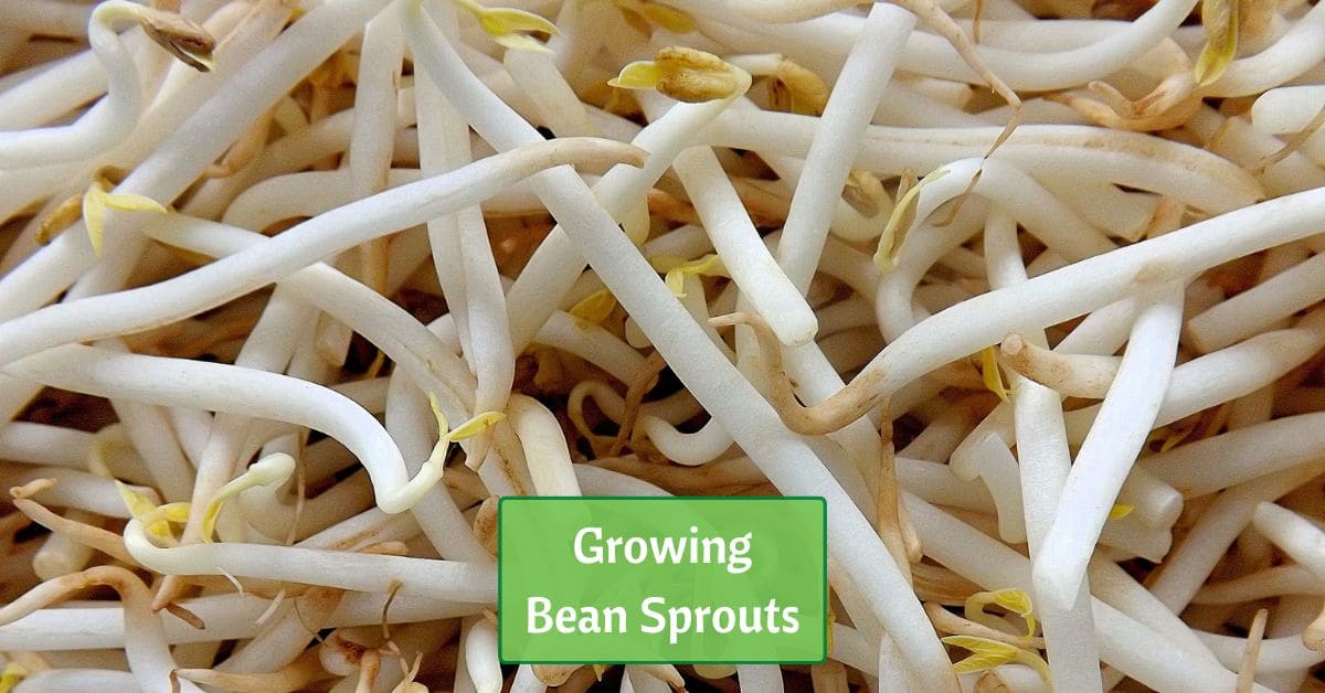 piles of mung bean sprouts. text reads, Growing Bean Sprouts