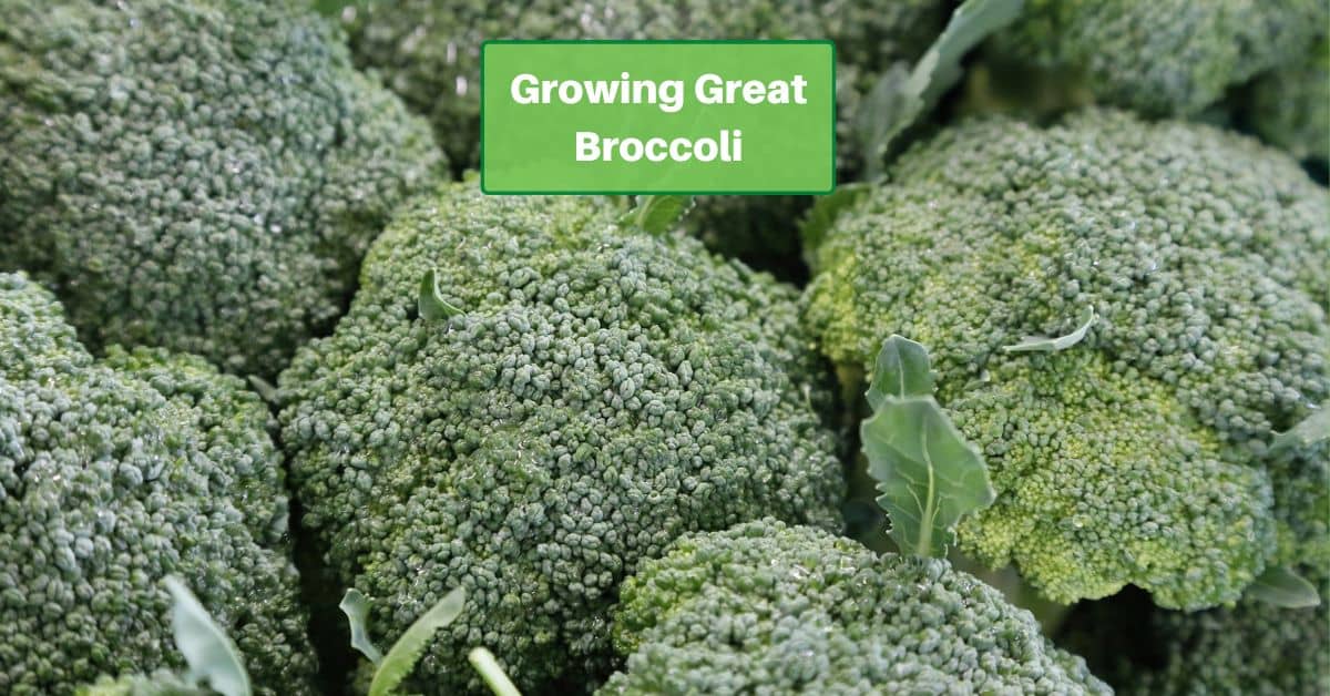 broccoli plants growing in a cluster. Text reads Growing Great Broccoli