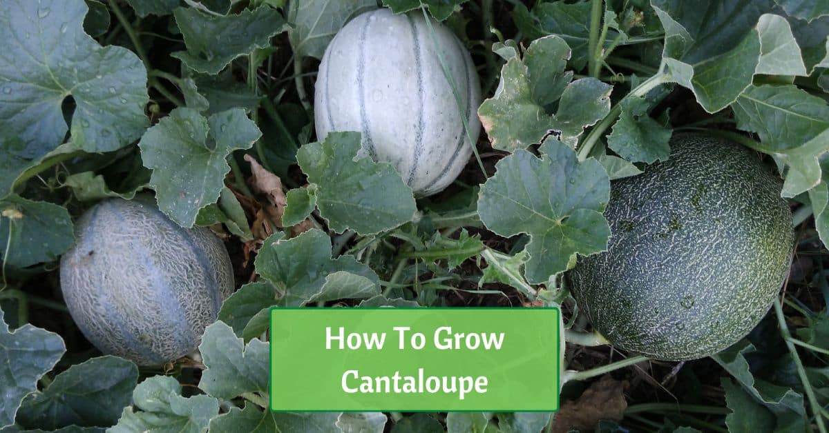 cantaloupes growing on the vine. 3 fruits are pictured amongst dense foliage. text reads, how to grow cantaloupe