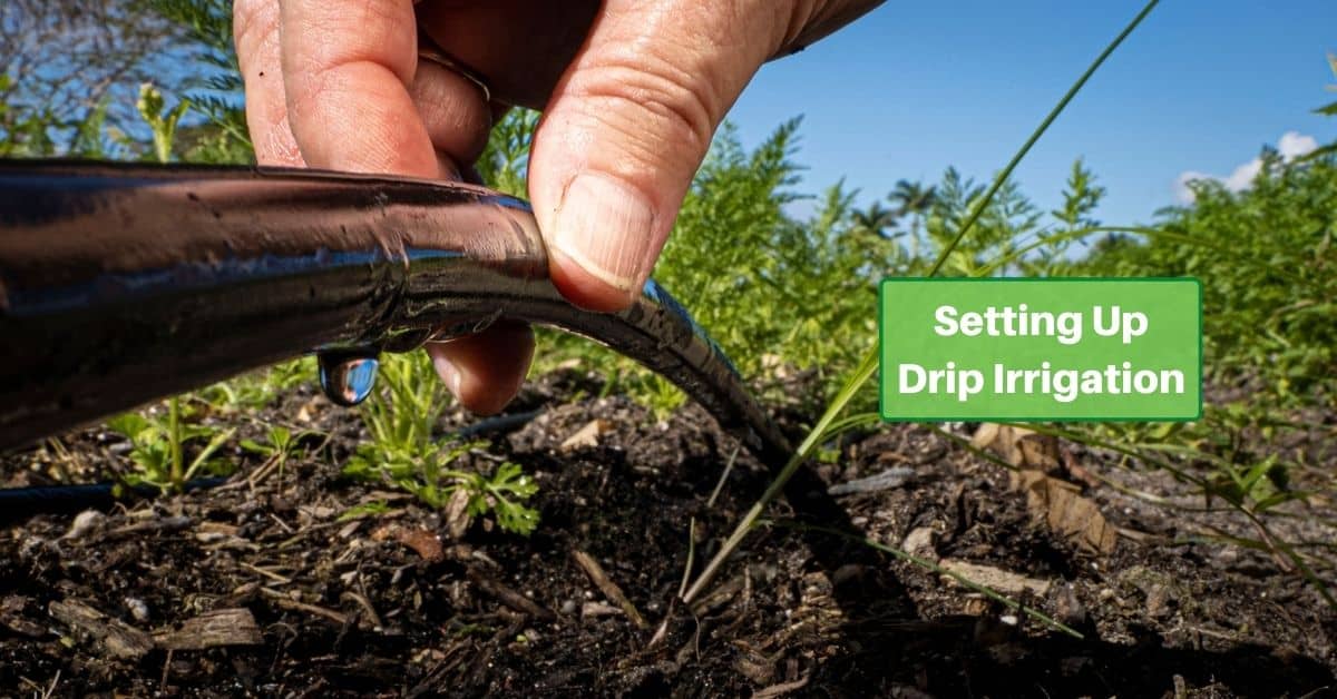 hand holding a dripping hose that lays in a field. Text on image reads Setting Up Drip Irrigation