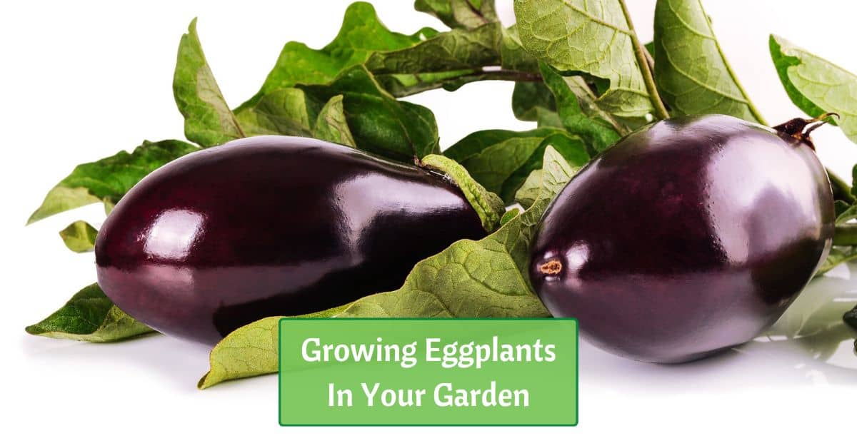 two purple eggplants with leaves. Text reads, "growing eggplants in your garden"