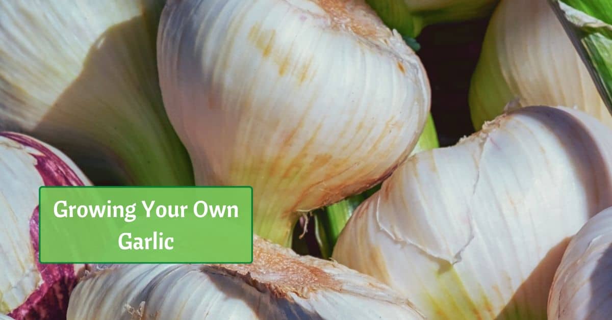 fresh garlic bulbs in a heap. text reads grow your own garlic