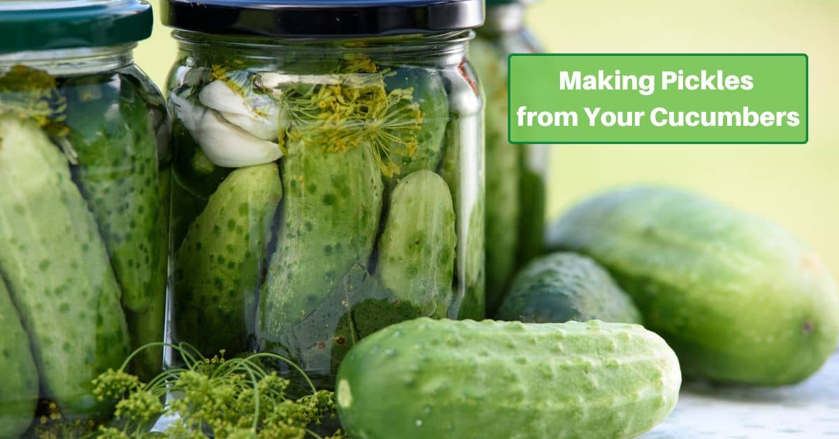 several loose cucumbers and cucumbers in pickling jars, text reads making pickles from your cucumbers