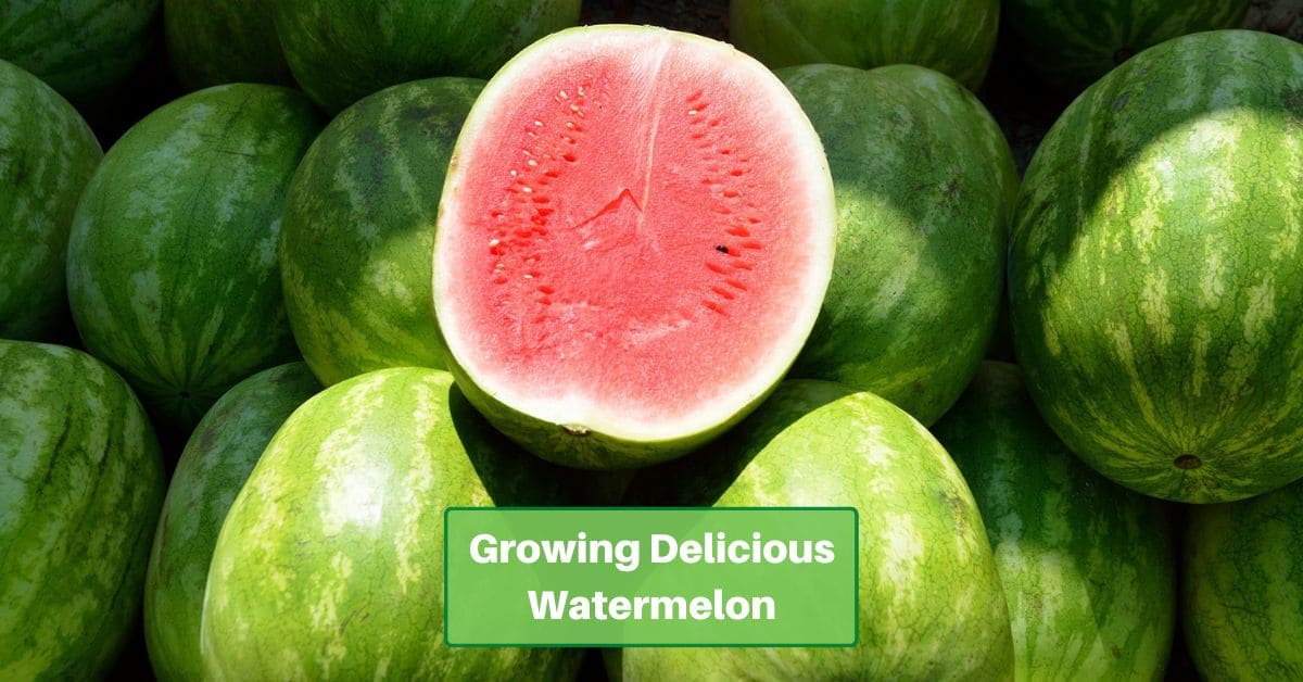 uncut watermelons with a cut watermelon sitting on top of them, showing the red cross section. Text reads "growing delicious watermelon"
