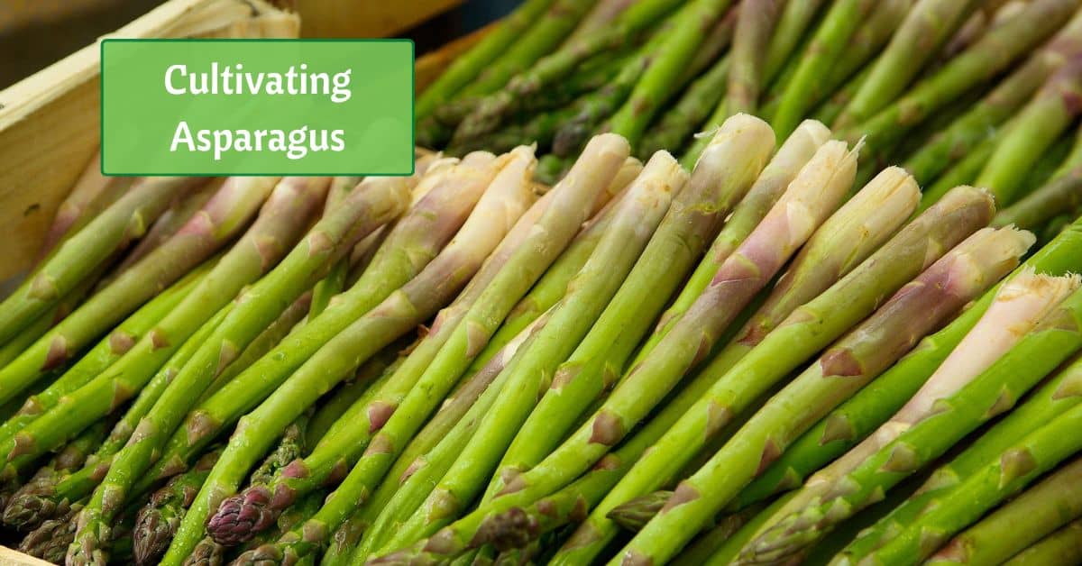 fresh picked asparagus spears stacked in a box. text reads cultivating asparagus