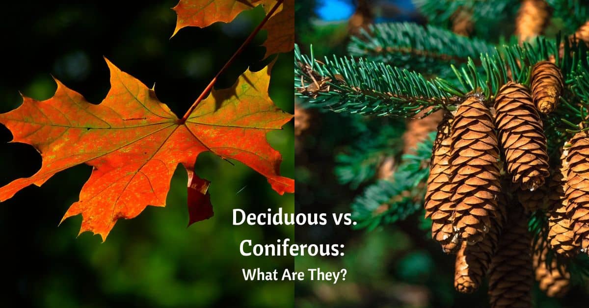 on left: maple leaf turning red and yellow; on right; pine branch with pine cones. Text reads: Deciduous vs Coniferous, What are They