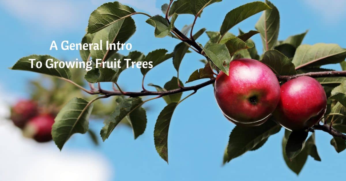 two apples growing on a branch that's framed against a blue sky. Text reads "General Intro to Growing Fruit Trees"