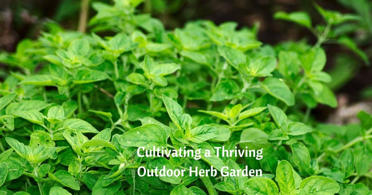 oregano sprouting, text reads, "cultivating a thriving herb garden"