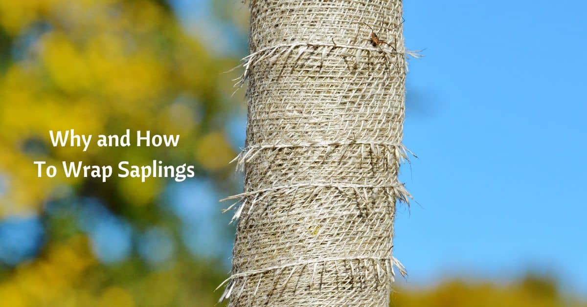 a wrapped sapling trunk. text reads why and how to wrap saplings