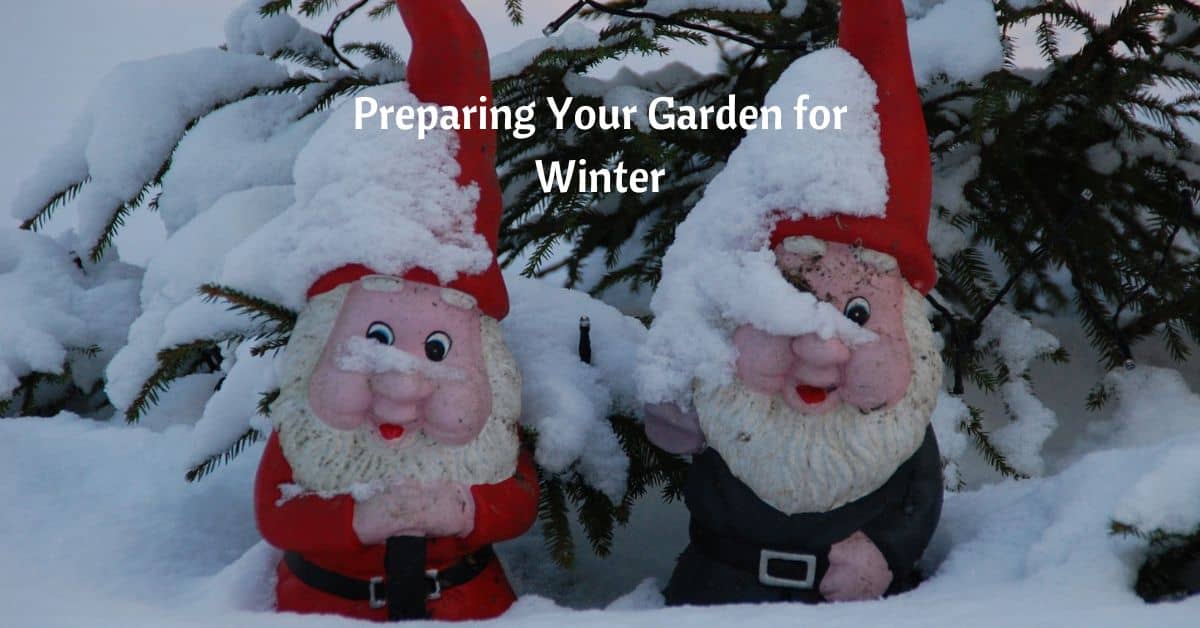 two garden gnomes stand in the snow in front of a branch of an evergreen. text reads Preparing Your Garden for Winter