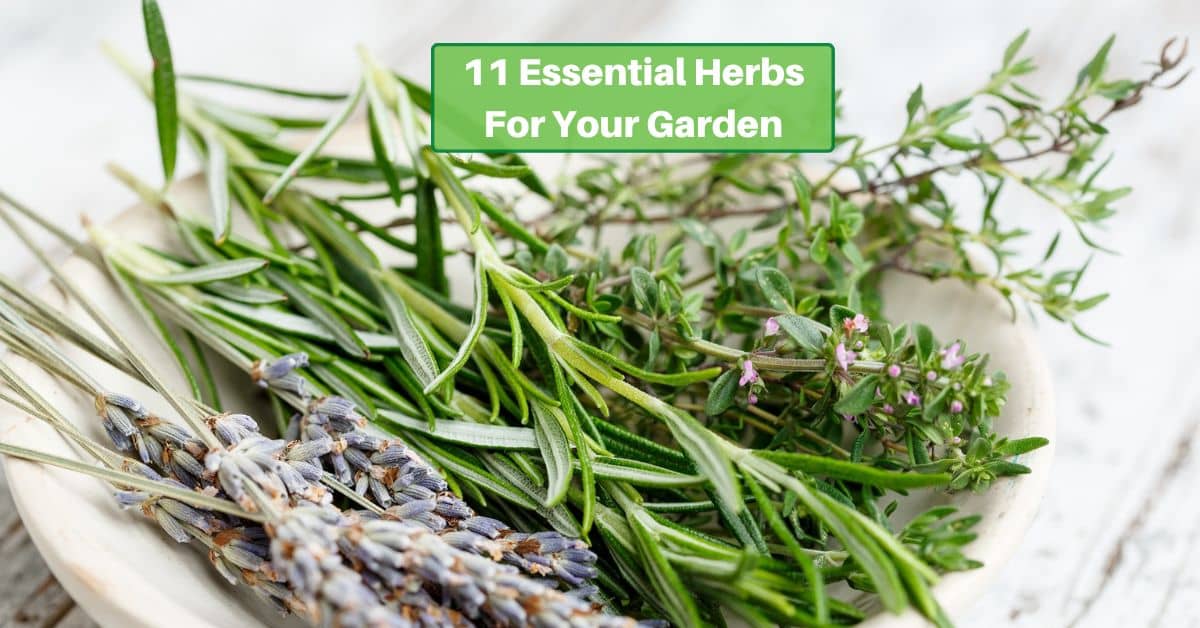 a plate with several types of herbs lying across it. text reads, 11 essential homes for your garden