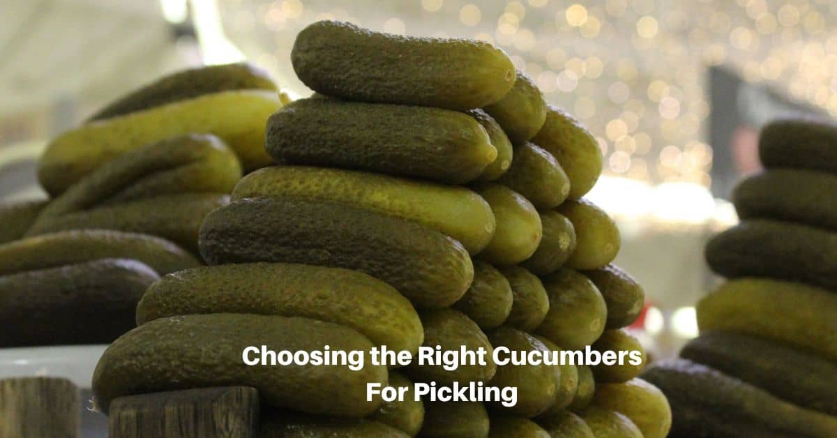 a stack of pickles with text reading "choosing the right cucumbers for pickling"