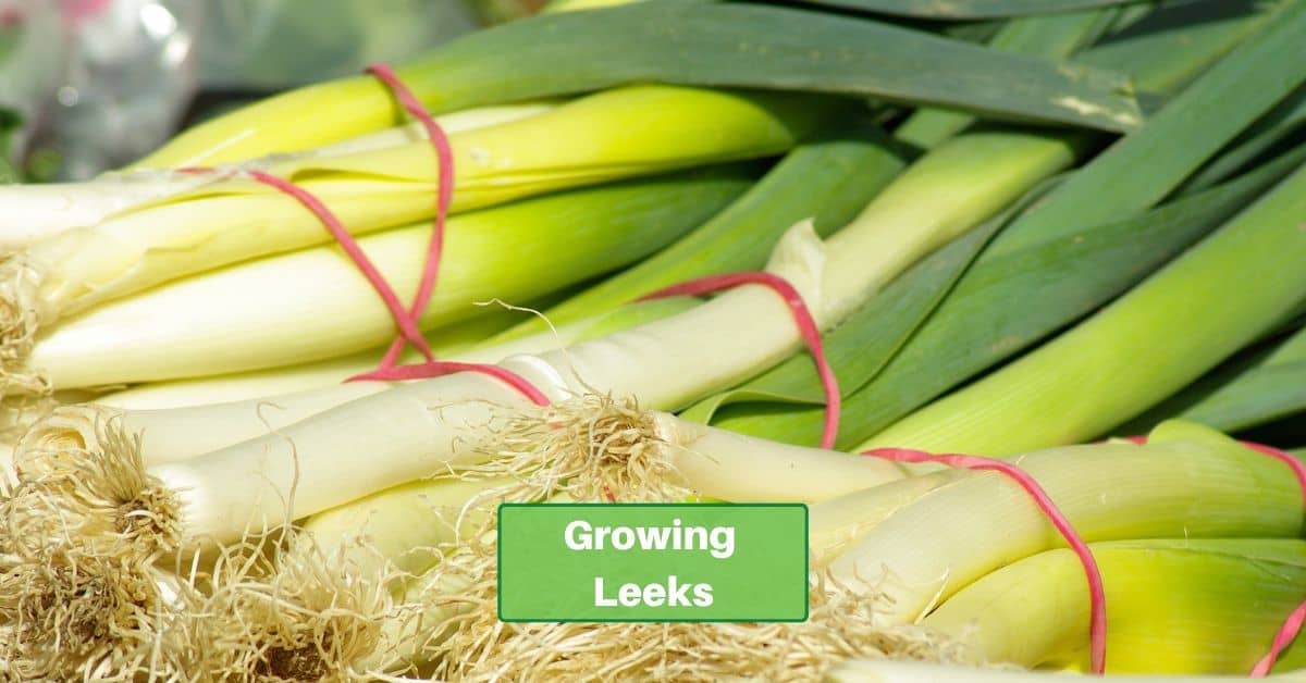 rows of leeks wrapped in rubber bands. text reads "growing leeks"
