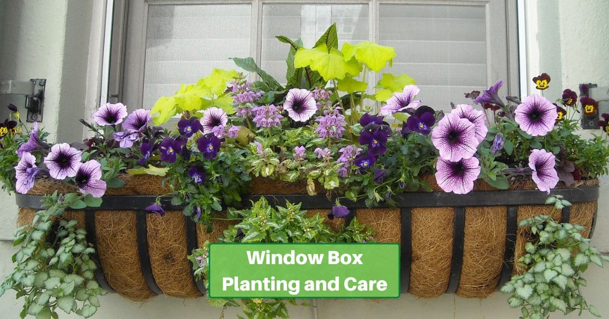 Colorful flowers grace a windowbox. Text reads window box planting and care