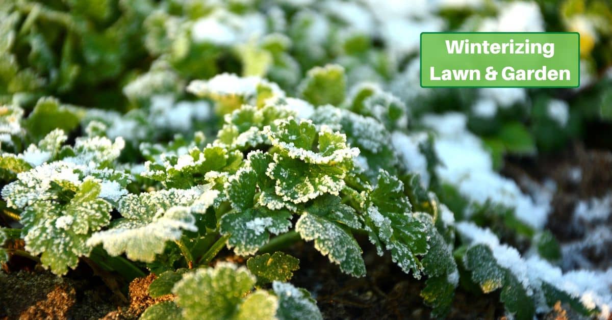 frost on garden herbs. text reads, winterizing lawn and garden