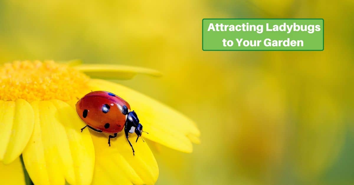 a ladybug on a yellow flower. text reads attracting ladybugs to your garden