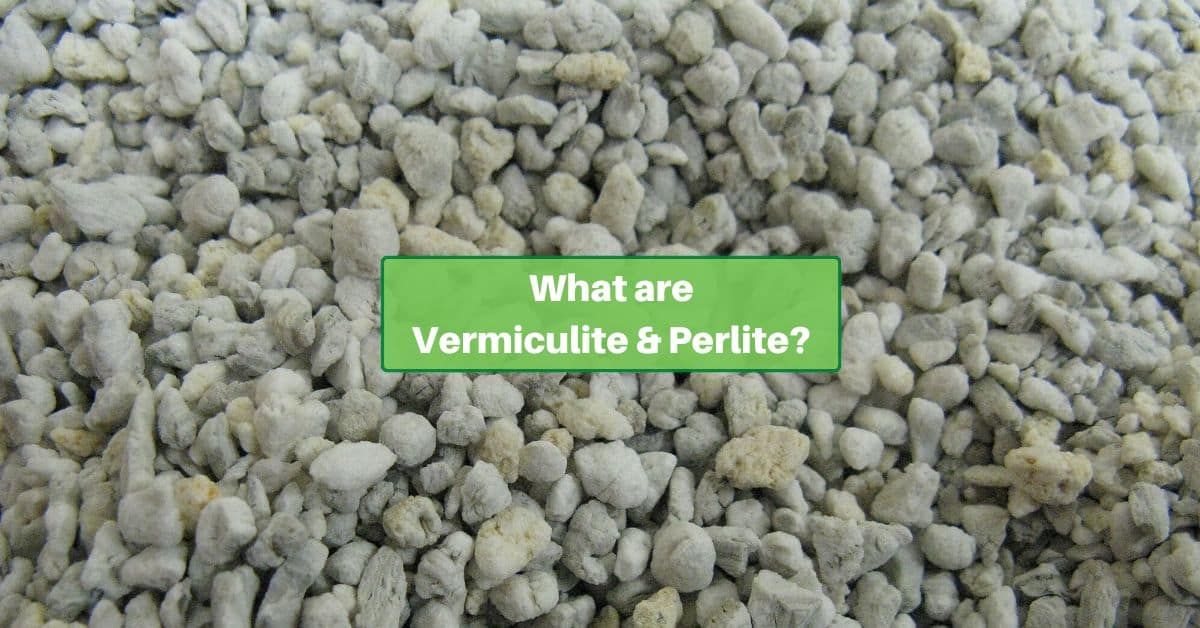 a pile of perlite; text reads what are vermiculate and perlite. Image adopted from photo by KENPEI licensed under CC 3.0