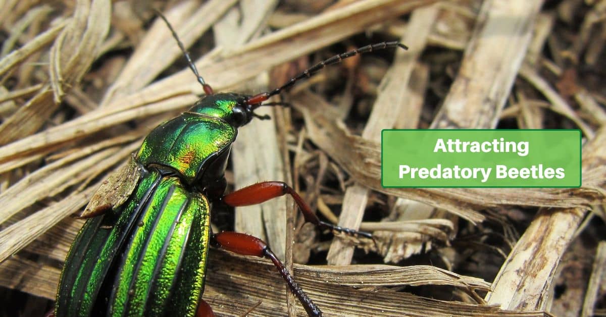 a green ground beetle craws across dried grass. text reads, attracting predatory beetles