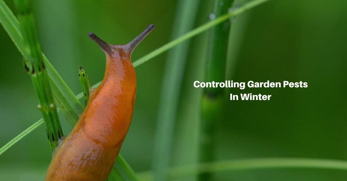 a banana slug climbing a stalk. text reads, Controlling garden pests in winter