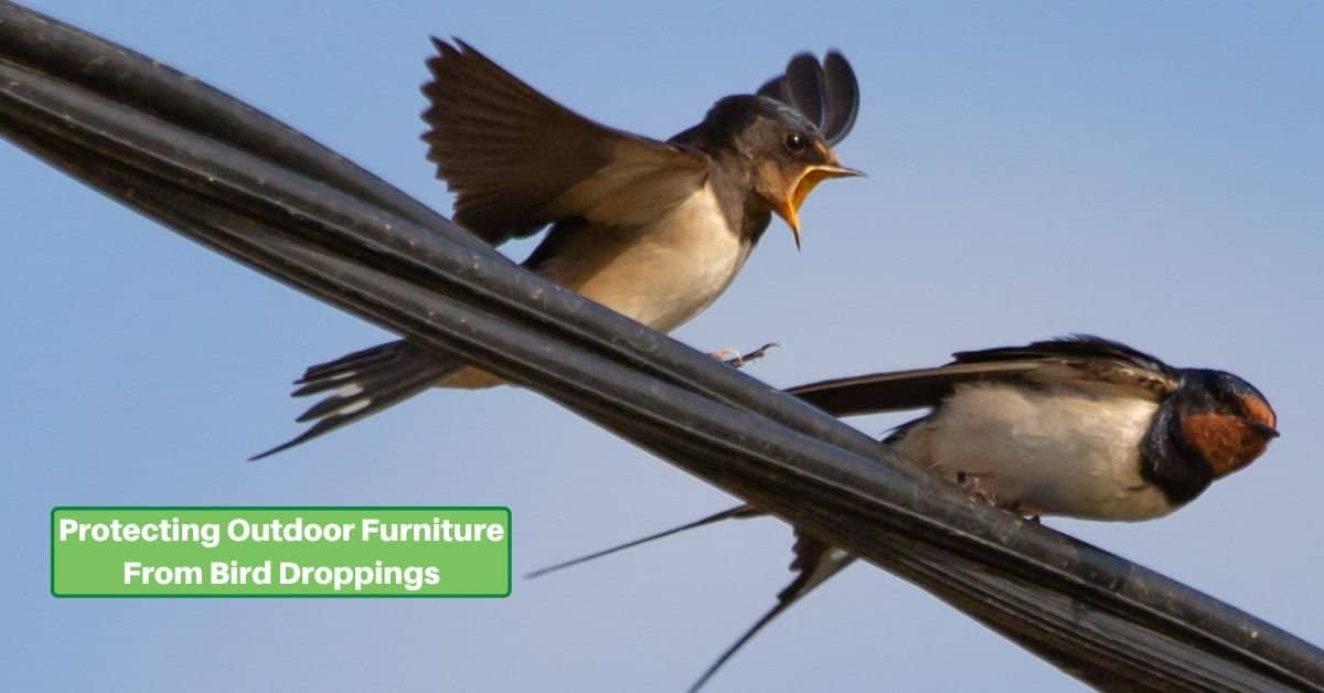 two swallows on a high tension wire. text reads, protecting outdoor furniture from bird droppings